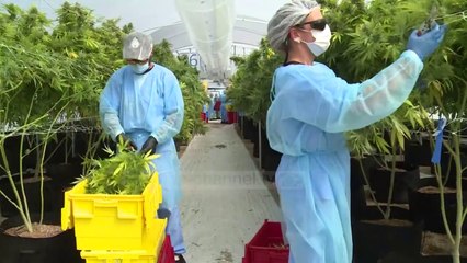 Top News - Përdorimi i kanabisit/ Nuk bën mire për zemrën