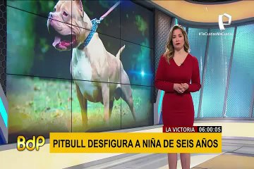 Perro Pitbull desfigura a niña de seis años en La Victoria
