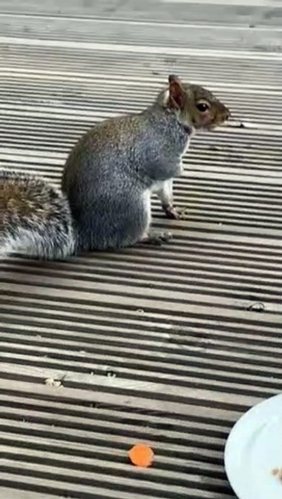 Lopez the squirrel