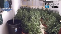 Desmantelan una plantación de marihuana con 300 plantas oculta en una vivienda en Palma