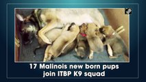 17 Malinois new born pups join ITBP K9 squad