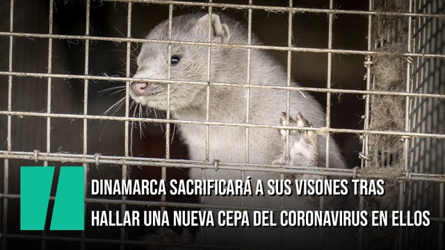 Dinamarca sacrificará a todos sus visones tras hallar una nueva cepa del coronavirus