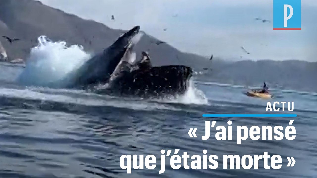 Etats-Unis : deux kayakistes « avalées » par une baleine