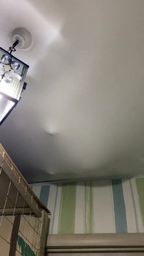 Raccoon Sneaks Around in Ceiling
