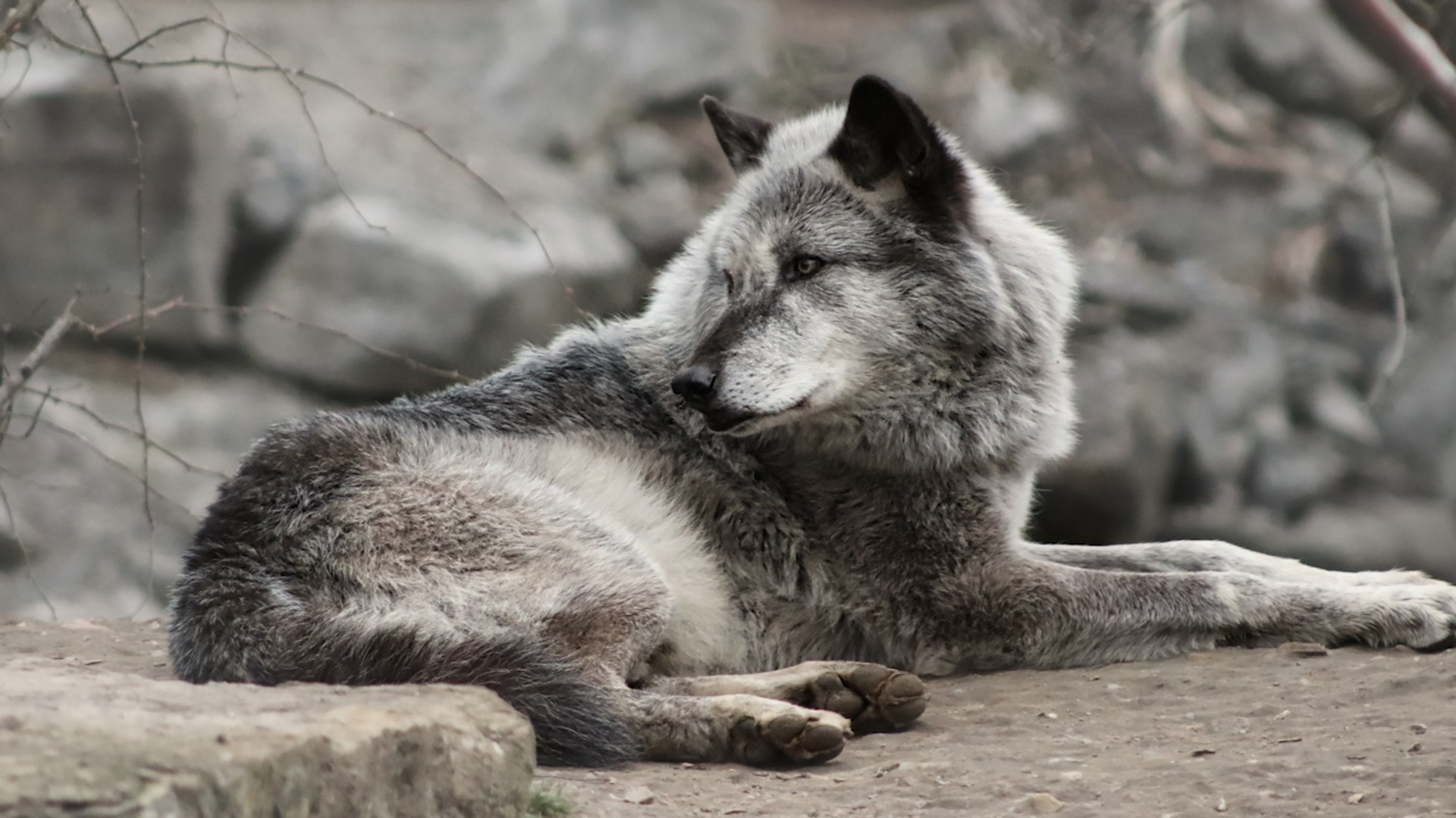 ⁣Gray Wolves To Be Removed From Endangered Species List