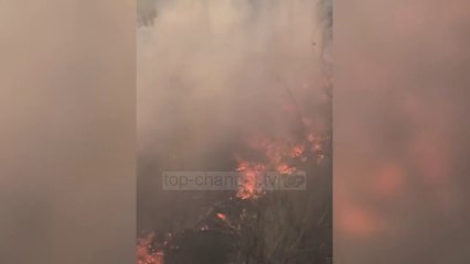 Top News - Zjarret masive në Patos/ Shkrumbojnë pishat, banorët në alarm