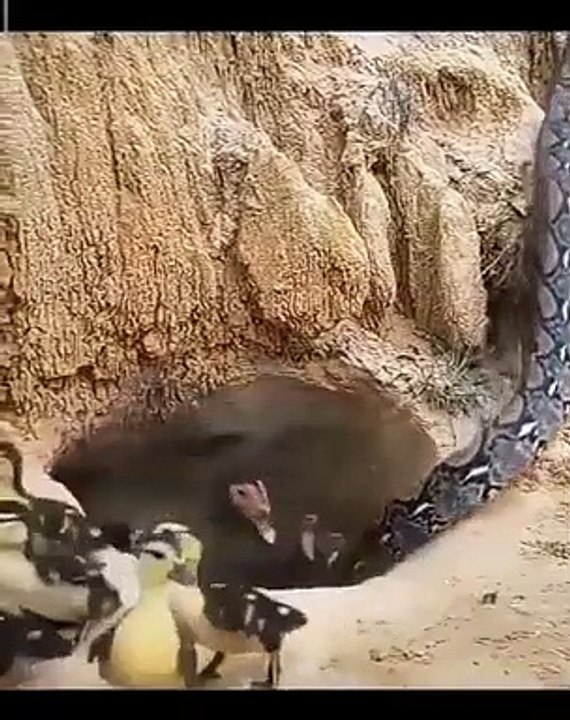 Dangerous snake vedio