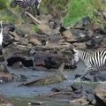 Crocodiles attack zebras