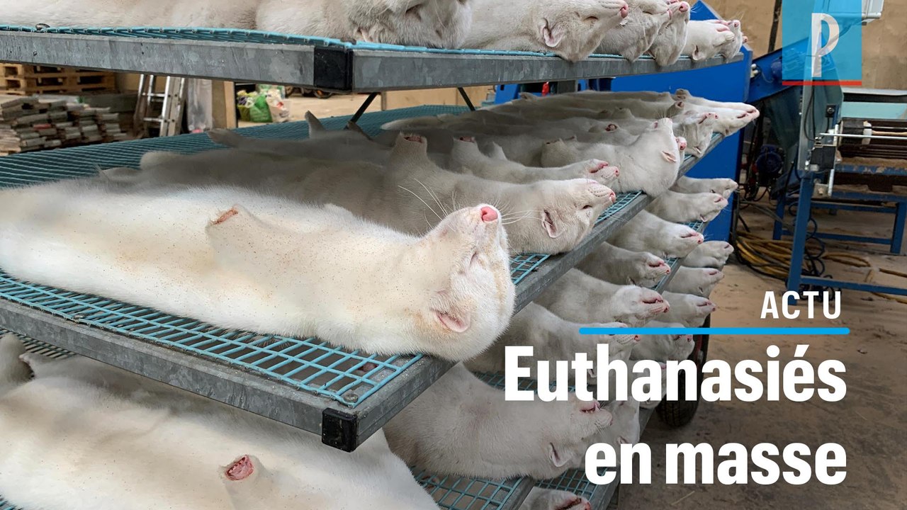 Mutation du coronavirus : 15 millions de visons abattus au Danemark