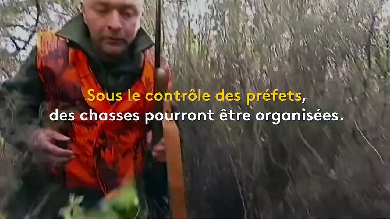 Confinement : la dérogation accordée aux chasseurs répond-elle à une "mission de service public" ou est-elle une "injustice" ?