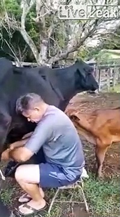 Il ne faut pas embêter le veau devant la maman vache.. vengeance
