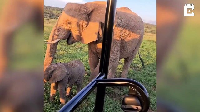 Un bébé éléphant fait coucou aux touristes... adorable