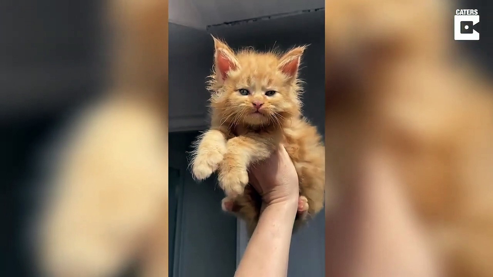 Ce Chat Maine Coon A Un Visage Humain Trop Mignon Video Dailymotion