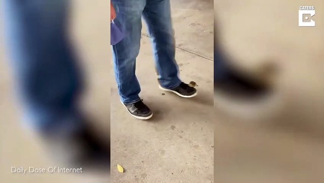 Cet oiseau utilise le pied d'un homme comme moyen de transport