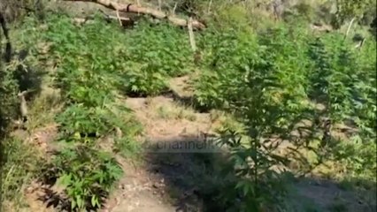 Top News - Policia greke/ Sekuestron 7 mln euro kanabis sativa