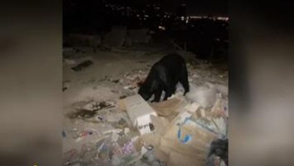 Graban a oso buscando comida entre la basura en San Pedro, NL