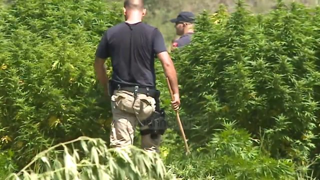 Top New - Operacion antikanabis në Krujë/ 15 grupe te FNSH-së
