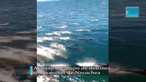 Avistan un grupo de delfines en las costas de Necochea