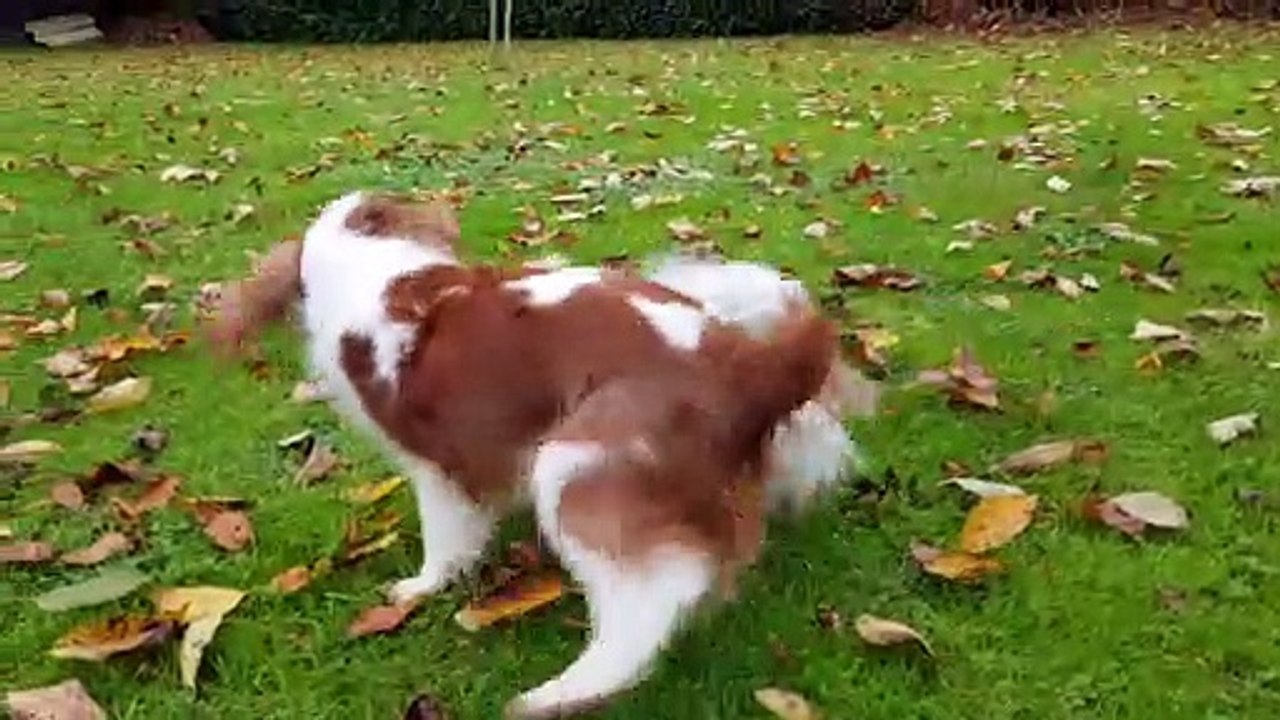 Juliane et Phandor jeux au jardin en automne suite
