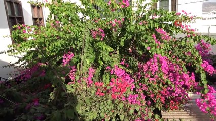 Tarihi Konak ve Sokaklar Begonvillerle Süslendi