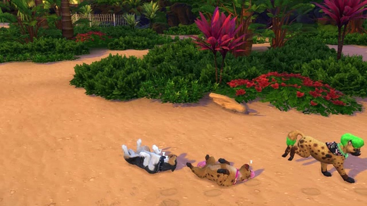 Promenade Avec les chiens !