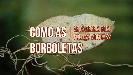 Скачать видео: Como as borboletas se parecem com folhas mortas?