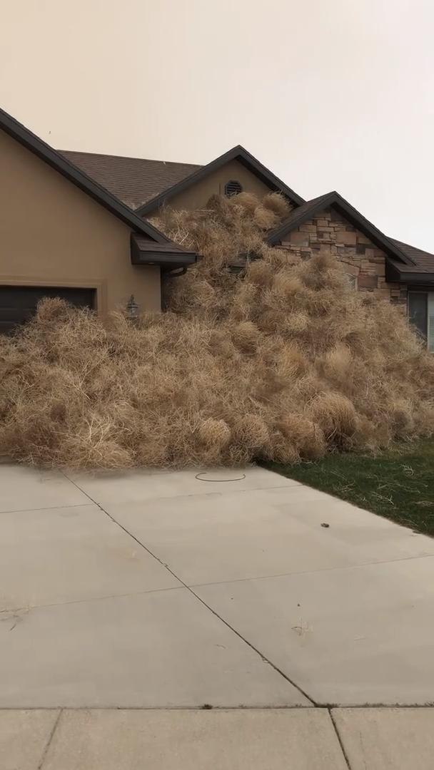 Video Shows House Buried By 'Towering Walls of Tumbleweeds