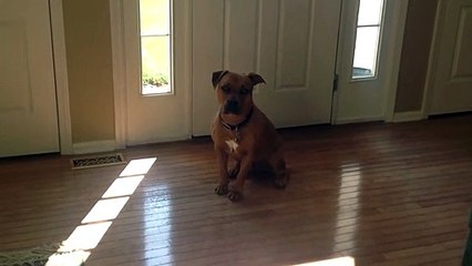 dog plays piano for mom - hilarious footage of dog &apos;playing&apos; piano