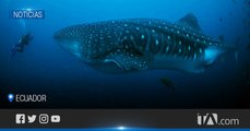 Nemo, tiburón ballena que regresó a Galápagos a los 80 días -Teleamazonas