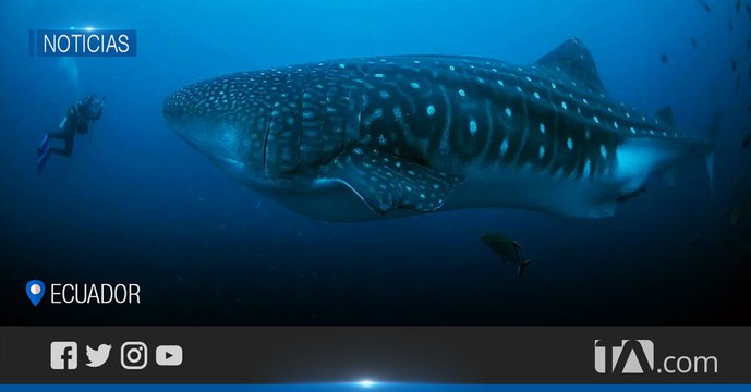 Nemo, tiburón ballena que regresó a Galápagos a los 80 días -Teleamazonas