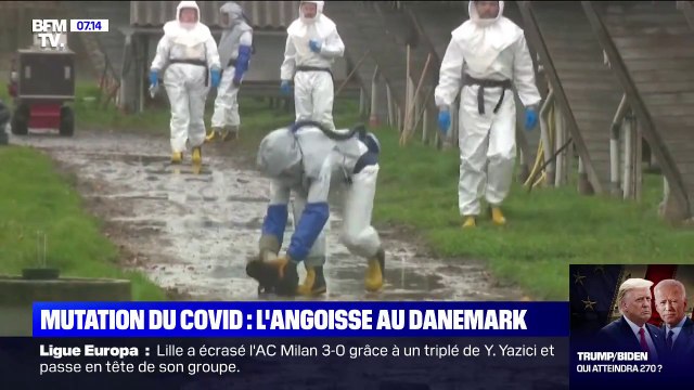 Covid-19: pourquoi le Danemark abat des millions de visons