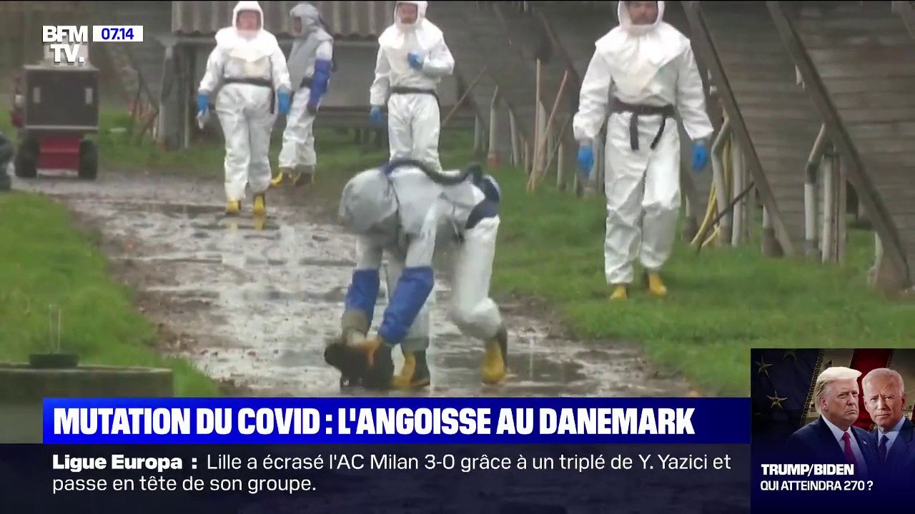Covid-19: pourquoi le Danemark abat des millions de visons