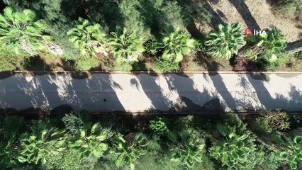 Botanik bahçesindeki kaktüsleri çaldılar