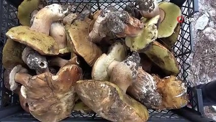 Ayı mantarı köylünün gelir kapısı oldu