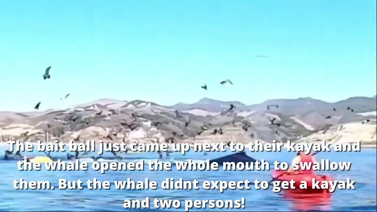 Deux jeunes femmes sont avalées par une baleine