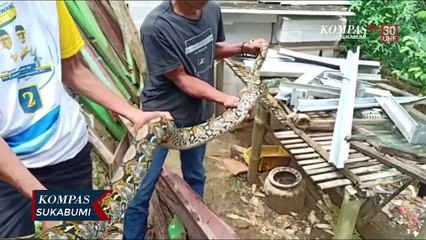 Ular Sanca  4 Meter Ditangkap Saat Memangsa Bebek