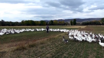Ankara'daki marketini kapatıp memleketinde kaz yetiştirmeye başladı - TOKAT