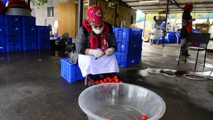Salçası ve turşusu ile bilinen domatesin reçeline yoğun ilgi - IĞDIR