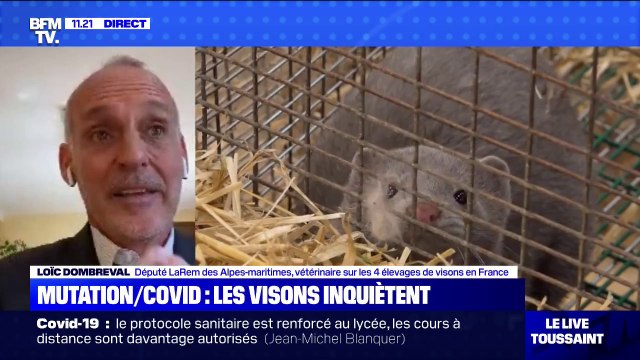 Mutation du Covid-19: le député Loïc Dombreval demande que l'on abatte les visons des 4 élevages de France