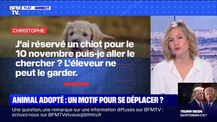 Télécharger la video: Animaux adoptés, colis à récupérer.. quels sont les motifs de déplacement valables ?