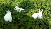 Watch how rabbits give birth, a really nice thing
