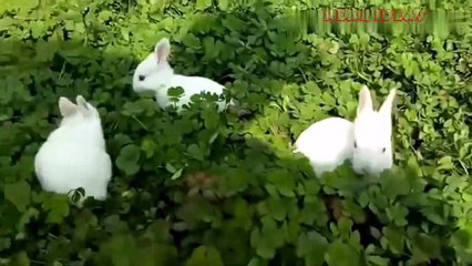 Watch how rabbits give birth, a really nice thing