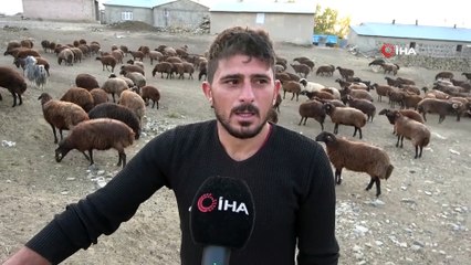Koyun yetiştiricilerinin zorlu sonbahar mesaisi