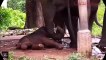 One of the worst types of birth methods for animals is the way elephants are bor