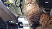 Trucker Cat! Cute Video of Driver Who’s Cat Lives With Him On The Road!