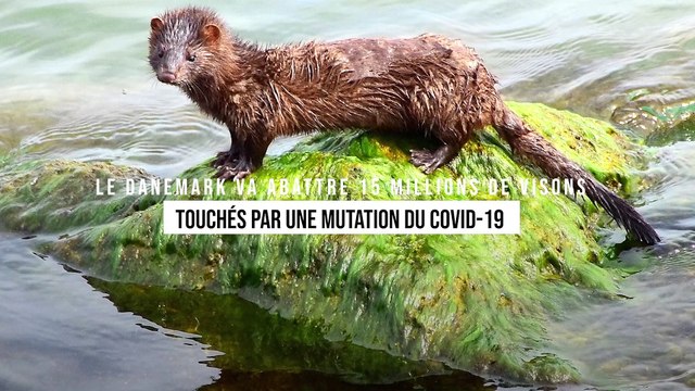 Le Danemark va abattre 15 millions de visons touchés par une mutation du Covid-19