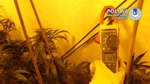 Hallan 191 plantas de marihuana en un trastero de Usera