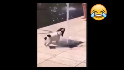 ANIMALES SUPER GRACIOSOS