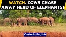 Cows chase away herd of elephants in Odisha's Mayurbhanj: Watch video | Oneindia News