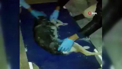 Otomobil çarpıp kaçtı, yaralı köpeğe belediye sahip çıktı